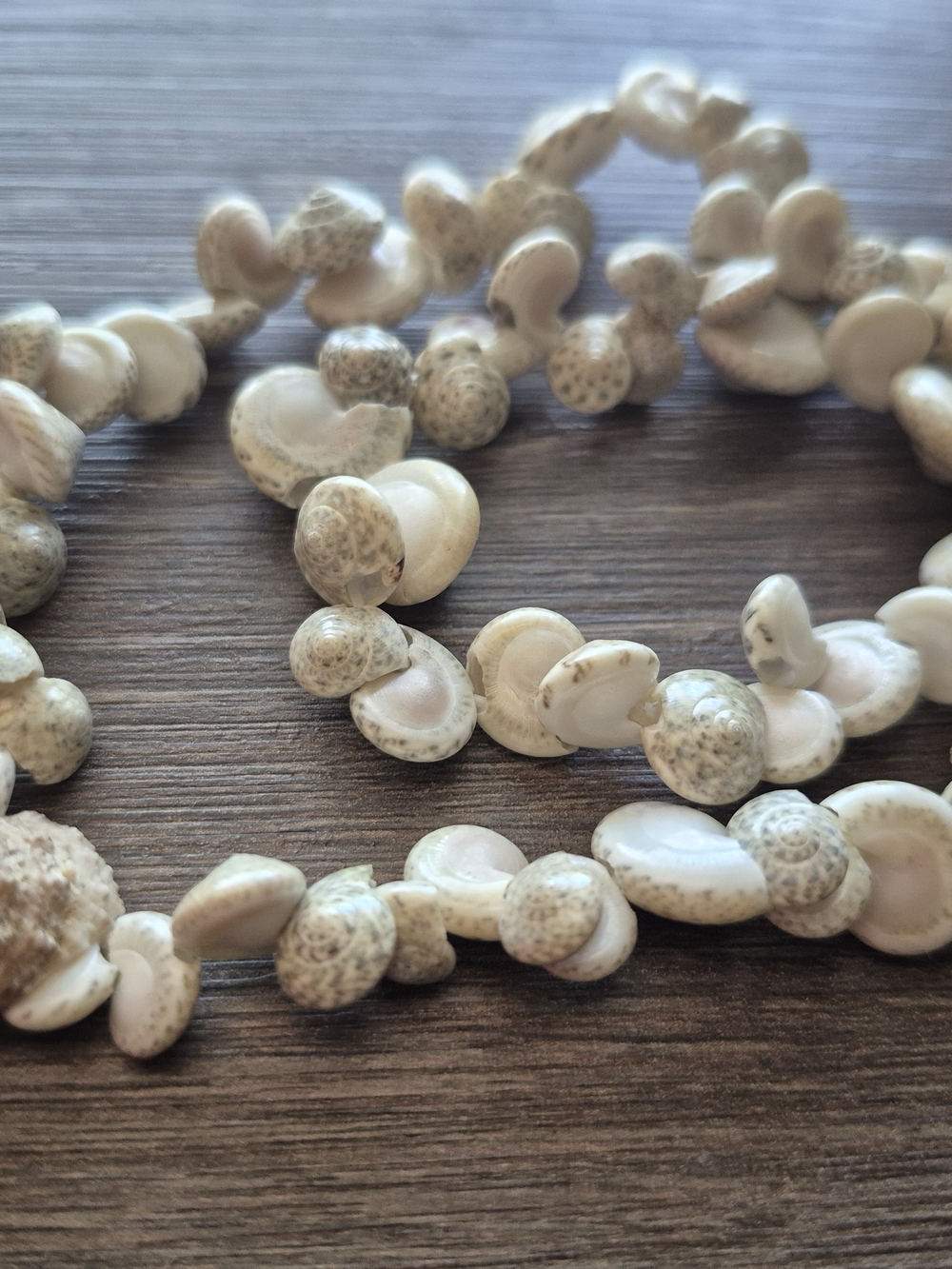 Handcrafted Natural Snail Seashell Necklace!